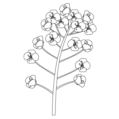 菜の花（白黒）