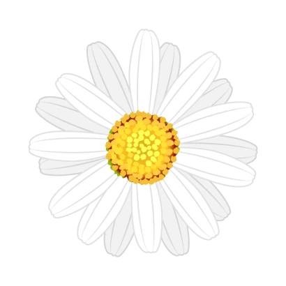 白色マーガレットの花