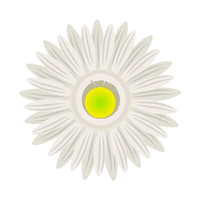 白色ガーベラの花