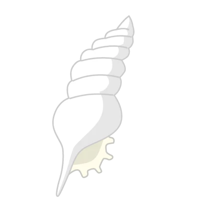 白色の美しい貝殻のイラスト